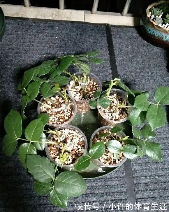 月季扦插用这招,插1棵活1棵,1盆变多盆,就是这么简单
