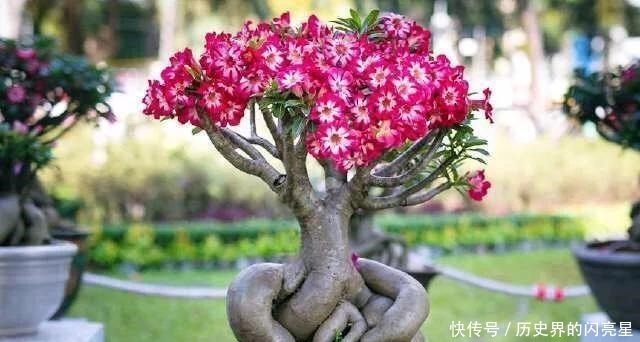 盆栽|此花俗称“最美盆栽花卉”, 再贵也要种2棵, 一年开6次, 沾土就活!