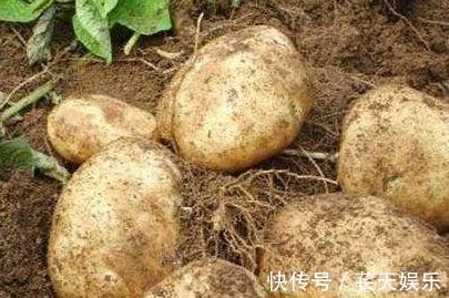 健胃消食|对身体最好的3种食物,每天吃点,健胃消食,降压减脂,滋补身体