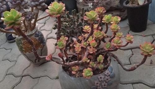 养多肉植物,用上4个“小技巧”,长成老桩更漂亮