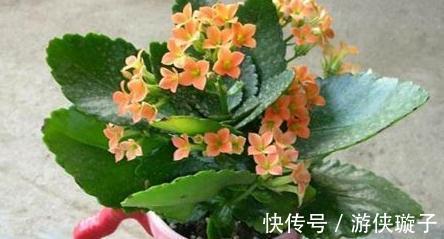 长寿花叶片发软,发蔫学会这6招,叶片硬开花一茬接一茬