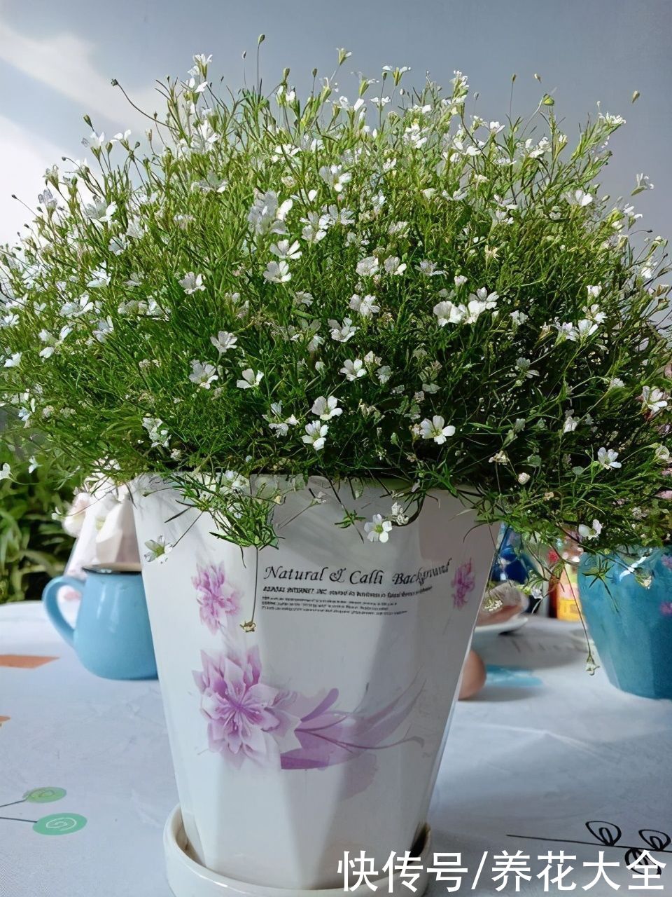 家里有个小窗台，养4种草花，过年开爆盆