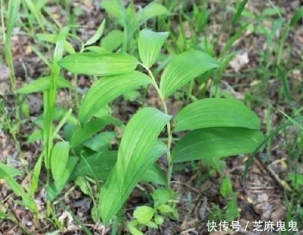 农村|农村田野中这些野草都是上等的中草药,如果不认识就太可惜了!