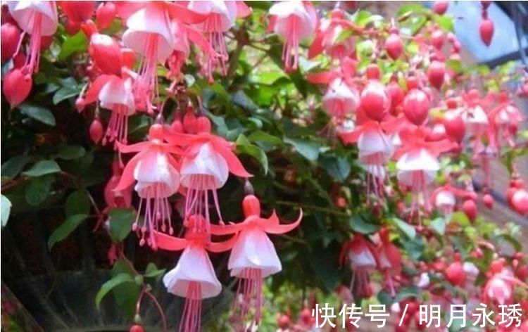 指甲花|4种花养了就爆盆,30天不浇水照样生长,一年开花不断