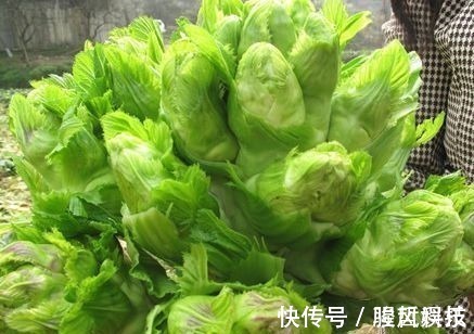 儿菜|很多人不认识此菜,每周吃2次,视力好,大脑聪明,孩子个子猛长
