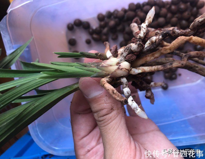 病虫害|6种情况,要给兰花翻盆,第1是“例行体检”,后2种建议忍耐一下