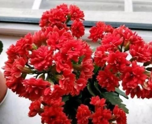 花人|懂花人给客厅养5种花,美观大气、花色繁多易爆盆,娇艳欲滴