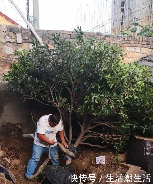 50年的桂花树，卖了5万块钱，大家觉得值吗！