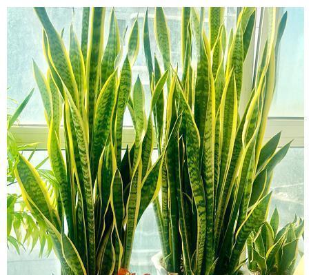 光照|养好虎皮兰,做对四个点,叶片硬挺长得高,满盆“虎芽”撑破盆