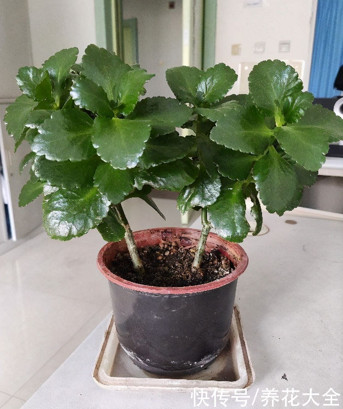 剪片叶子，放土里就能长出一盆，这4种花养到就是赚到