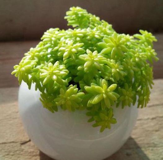 见阳光就疯长的“多肉”植物，“黄金万年草”好看易爆盆