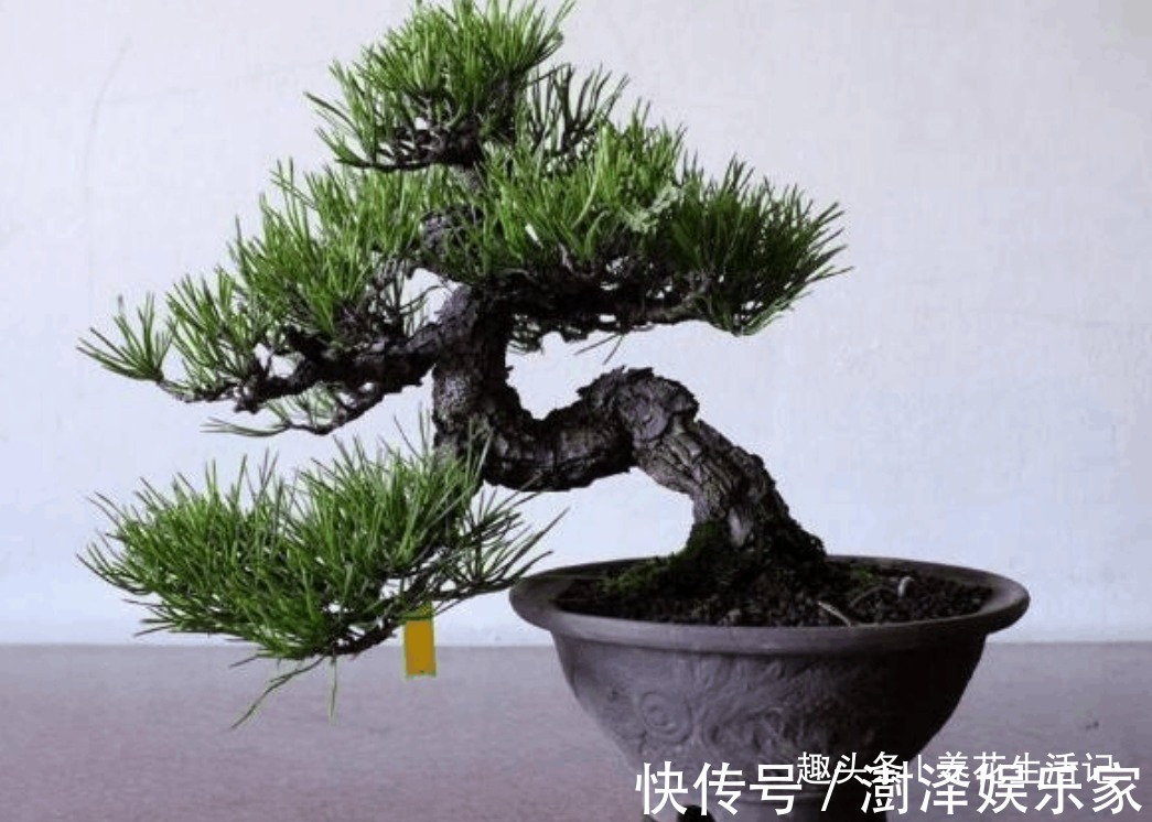 盆景|黑松盆景不发芽,做好“4个”主环节,生长旺“出芽”率高!
