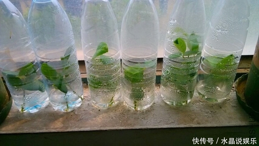 生根|矿泉水瓶有“大作用”,10个“用法”最经典,可以种豆芽、养花