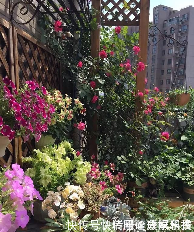 两个孩子的妈妈,利用空闲时间,在露台打造出一片花的海洋