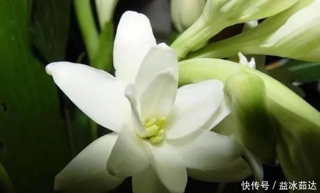 夜来香|这种花比桂花香，比茉莉好闻，家里养一盆，能薰一室香
