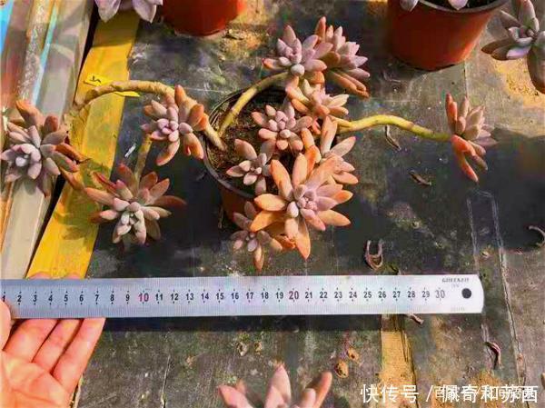 普货|12种值得珍藏的多肉,越老越美丽,养成老桩才值钱