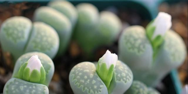 养护多肉,这四点你需要避开,不然多肉容易死掉