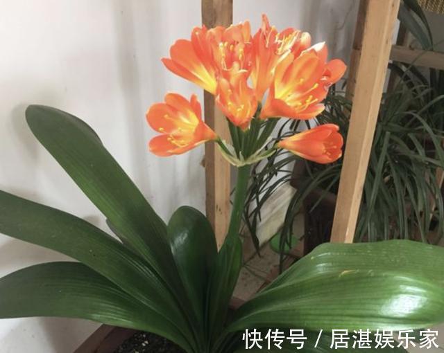 土壤养分不足盆里放“3种料”,疏松、透气、又肥沃,花卉爆盆