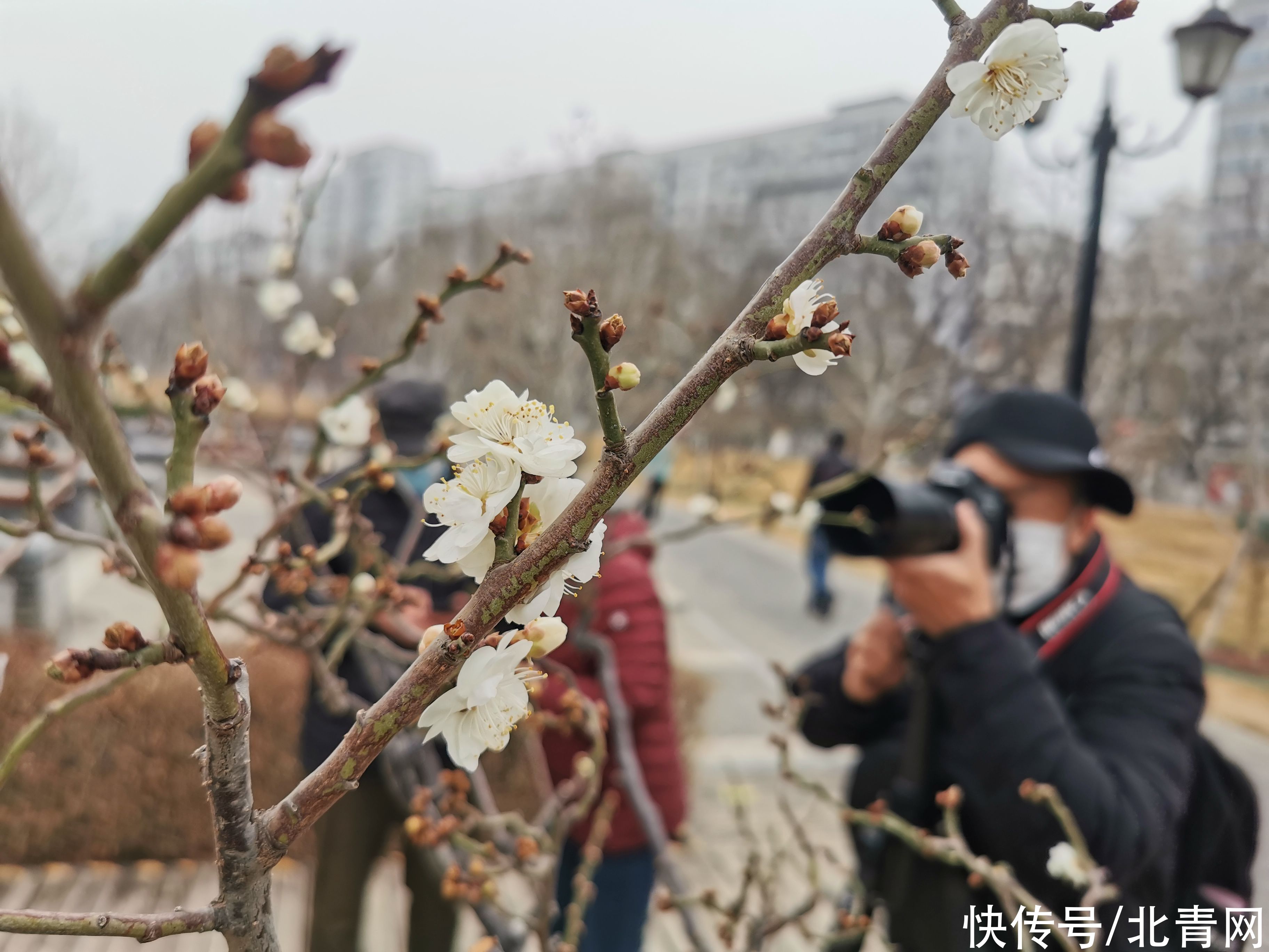 碧水|明城墙遗址公园，早春的梅花开了