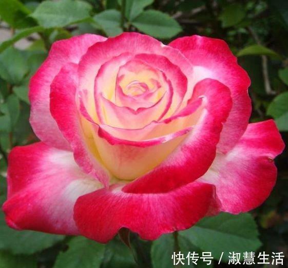 谁见了都喜欢的“4种花”,比牡丹还漂亮,开花多,养家里太棒了