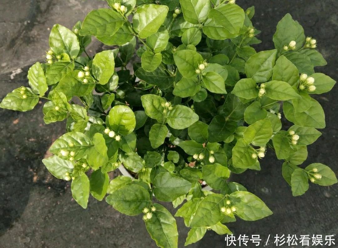 茉莉花|茉莉花总是不开花怪你剪错枝条，要明白茉莉花开花和枝条的关系