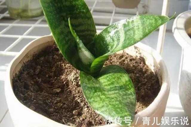 扦插虎皮兰要谨慎，生出一窝“老祖先”，一点也不好看