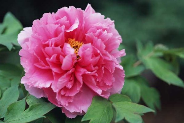 养花试试这几款,及时补充磷钾肥,就能花开不断