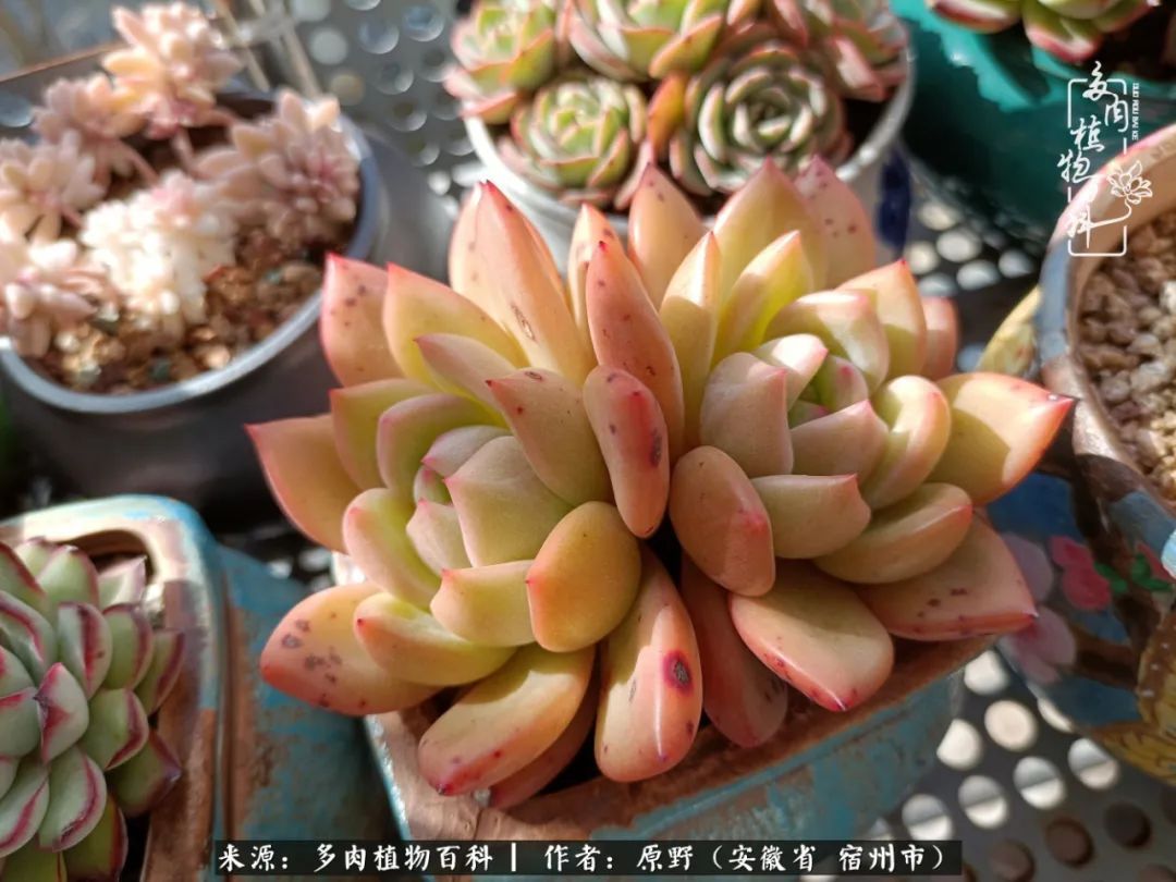 揭秘那些干净又温暖的多肉照片从哪里来