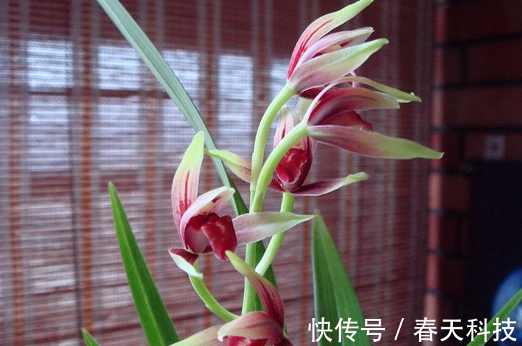 喜欢养花,不如养盆半枝莲,花开大半年,是盆栽佳品