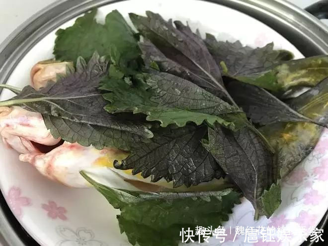 春天|人养花 花也养人 4种花不仅长得漂亮,掐下叶子就是一盘菜!