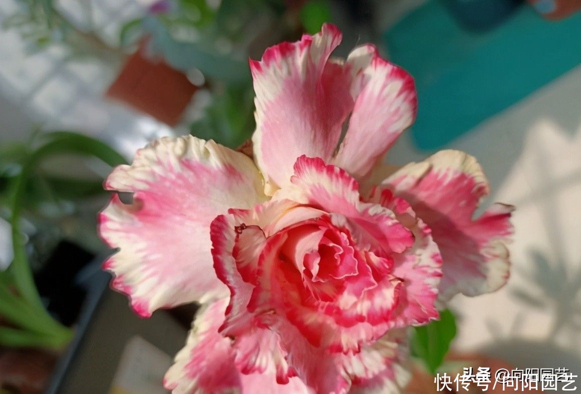 沙漠玫瑰|买了棵沙漠玫瑰,忘在了角落,2个月过去了,栽到盆里就发根