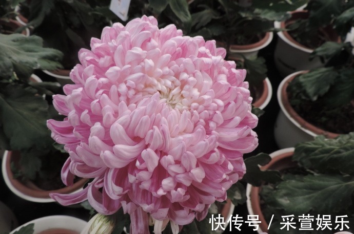喜欢菊花,不如养盆“珍品名菊”港南大鹫,似端庄贵妇,高贵淡雅