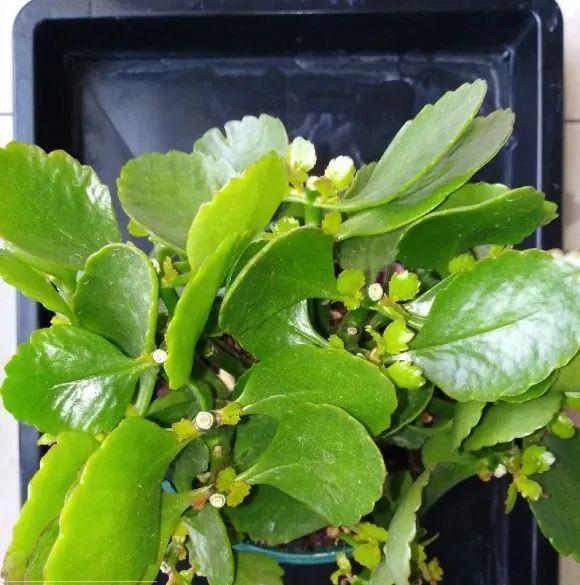 黄叶|给花浇水掺点白醋,植物根比萝卜还粗,健壮不黄叶