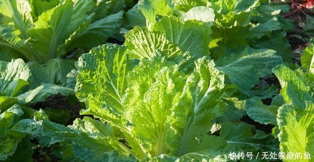 大白菜这吃法太香了,我家9顿有8顿这样吃,不炒不炖,天天吃不够