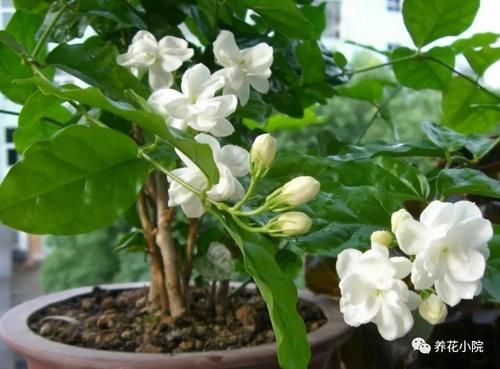 家里没有阳光,不要去养3种花,养了也不开花