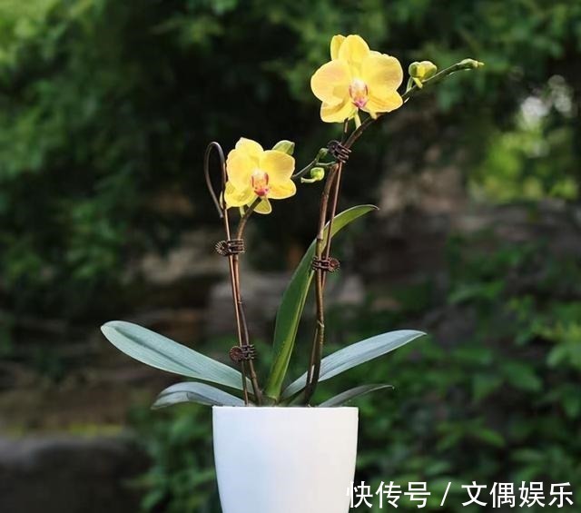 被称为“夏必死”的8种花,我却喜欢买一些,因为能“省”不少钱