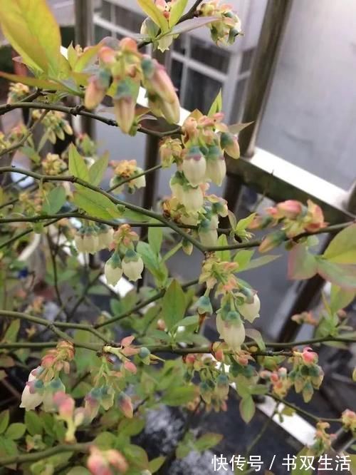 7种花冬天要“春化”,必须冻满1个月,不然落花落蕾不开花!