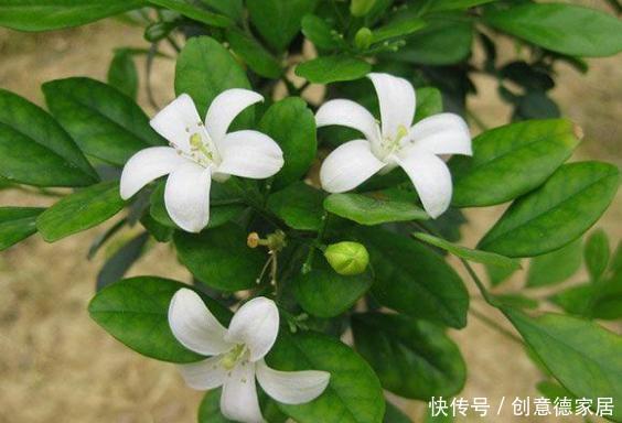 柠檬树|家庭养花不如种树,盆栽柠檬、清香木、九里香,屋里四季飘香