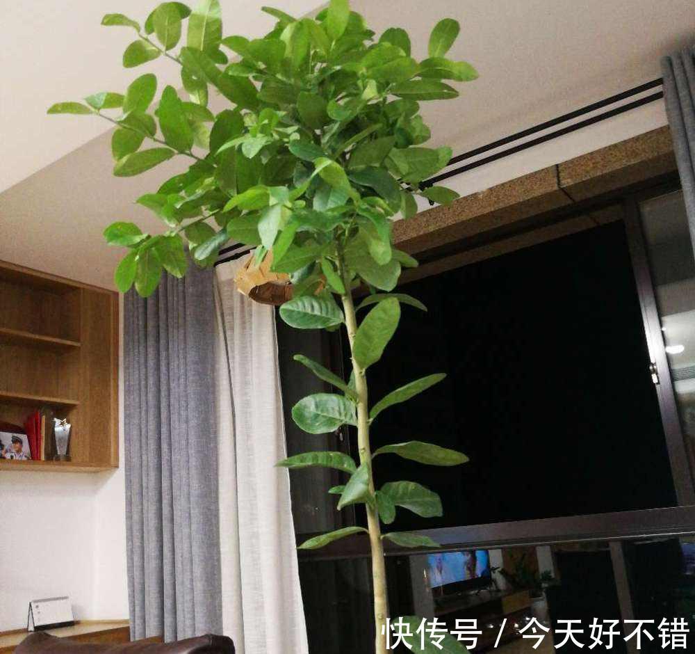 柠檬树|卧室不要乱养花,4种“催眠花”,净化夜间空气,一觉睡到大天亮