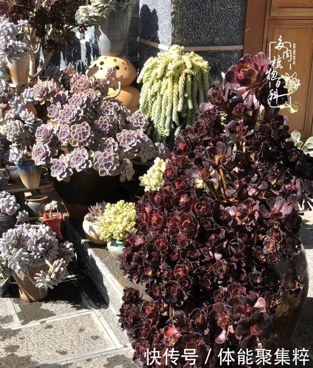 在茜的多肉小院里，花时间种快乐！在茜的多肉小院里，花时间种快乐！