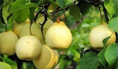 抗衰老|人到中年，常食四种食物，大肚子平了，气血足了，早吃早好