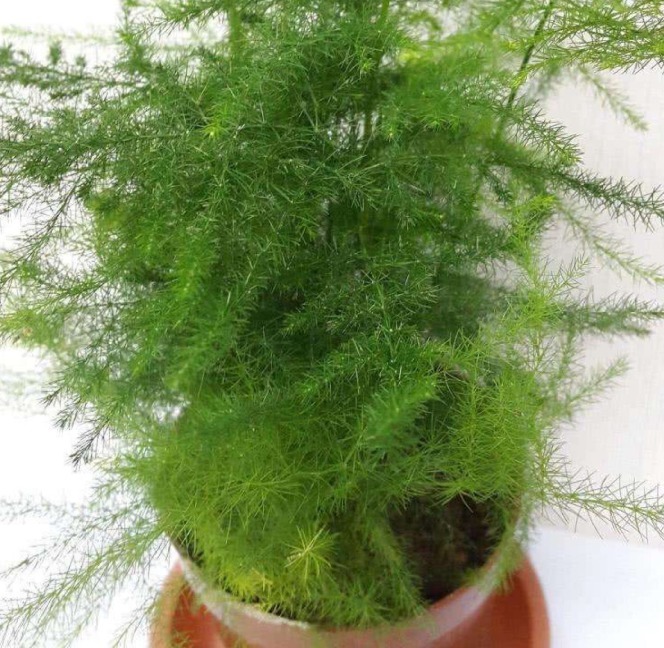 超耐阴的文竹,3个小手段,养成绿油油的小森林!