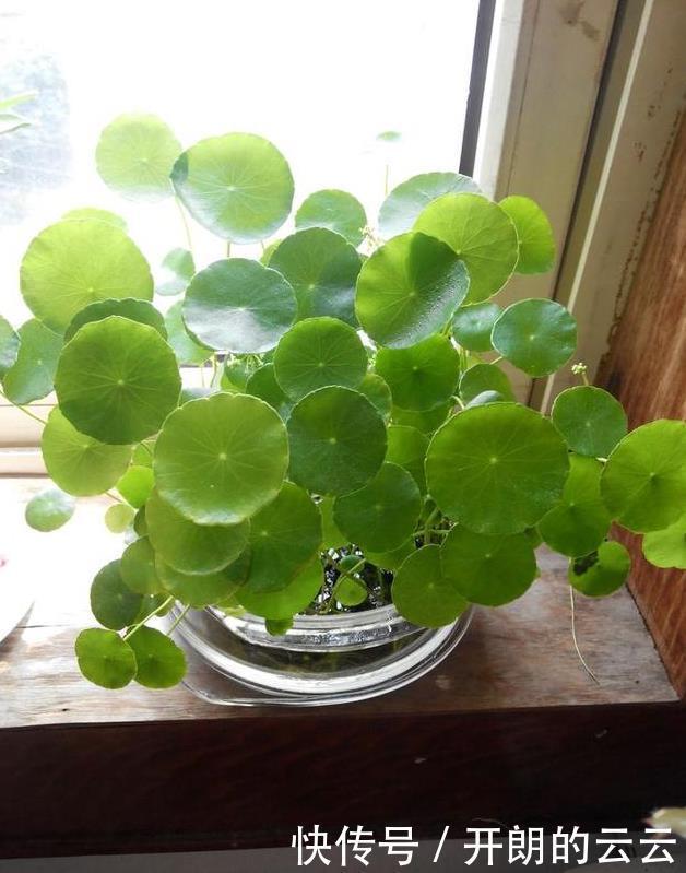 这些花,命太大,成桶成桶喝水,烈日下开花,开爆整个夏天