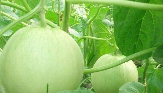 甜瓜|人到中年,适合多吃3种食物,赶走湿气,排出毒素,只要几块钱