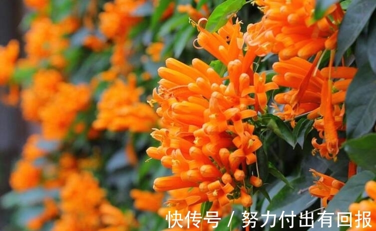 过年在朋友家住,院子设计太美了,满院子都是花卉,拍给大家看看