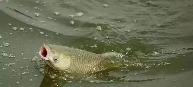 钓鱼时,只要你掌握这4大原则,不愁钓不到鱼!