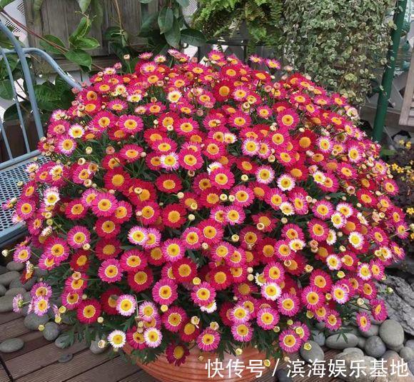 养花|7种“垃圾”不是废物,泡一下水,肥的流油,养花一级棒