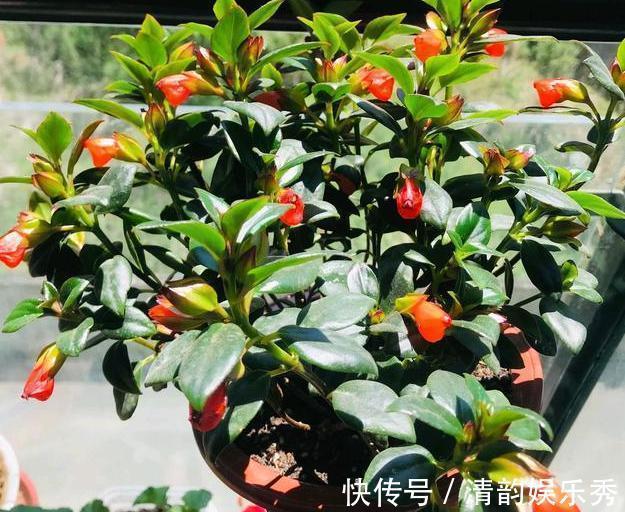 室内养花,盆栽首选懒人花,这4款适应性强、花期长、花量还大