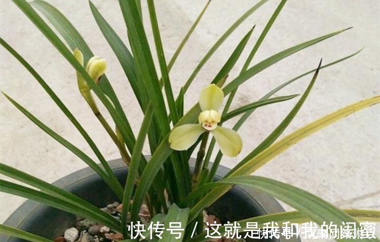 生根|养兰花，给它喷点“生根水”，大白根直冒，长得肥肥壮壮！