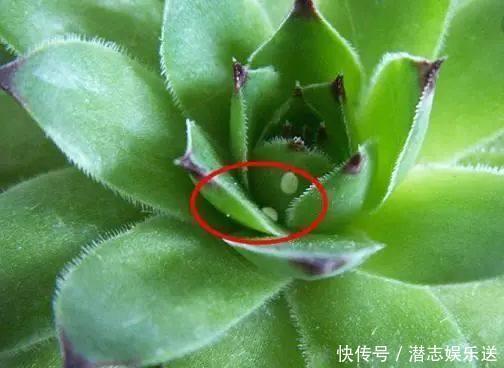 功效|怪不得老花农养花都喜欢用米醋,看了5大神奇功效,彻底被折服了